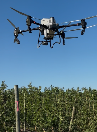 A drone flying above an orchard. 